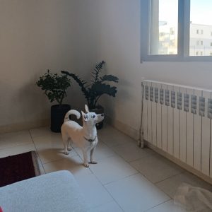 سگ اشپیتز ماده 5 ساله