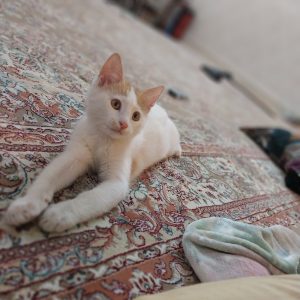 بچه گربه ۶ماهه نر DSH