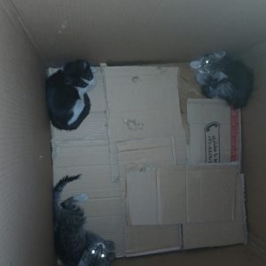 3 عدد بچه گربه DSH ماده 40 روزه