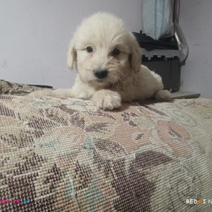 توله سگ شیتزو کراس 2 ماهه