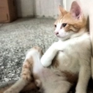 سه بچه گربه دوماهه DSH