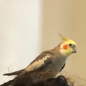 عروس هلندی گمشده در خیابان تمکین وش