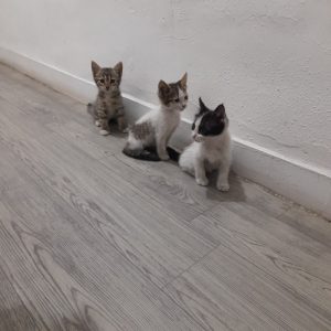 سه تا بچه گربه ۵۰ روزه سالم قشنگ و بازیگوش