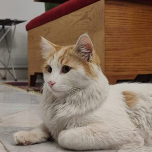🐾واگذاری نبات؛ یه پسر خوشگل، مهربون و فوق‌العاده وابسته به آدم‌ها