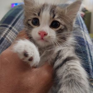 بچه گربه امداد شده نر دو ماهه