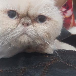 گربه ی ناز و آروم و بغلی