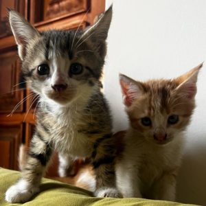 3 بچه گربه DSH دو ماهه
