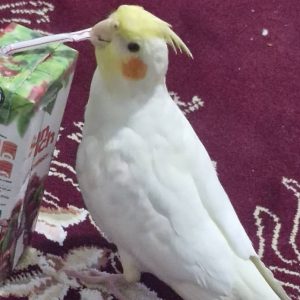 عروس هلندی گمشده در گویم خیابان ولایت