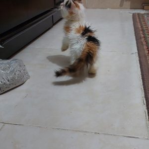 گربه ۲ ماهه کالیکو کالی خانم