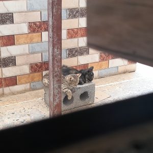 واگذاری دو گربه خواهر DSH دو ماهه