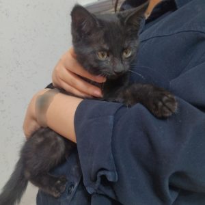 واگذاری گربه نر ۳ ماهه DSH