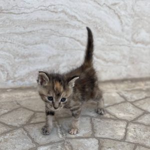 واگذاری بچه گربه یک ماهه نر