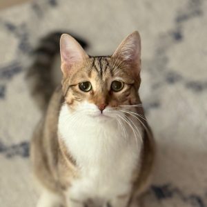 واگزاری دو گربه رایگان DSH هفت ماهه