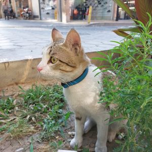 گربه پیدا شده در خیابان حکیم