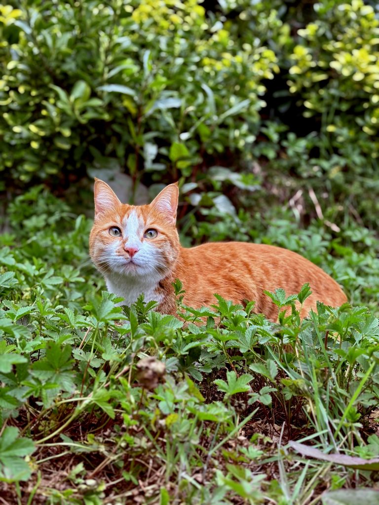 گربه نارنجی آروم و مهربون و لوس