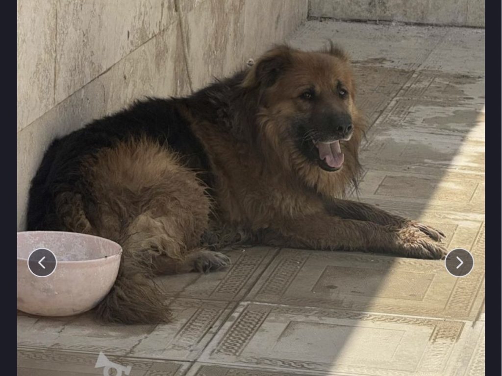 سگ‌ژرمن نر مو بلند 2 ساله