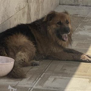 سگ‌ژرمن نر مو بلند 2 ساله