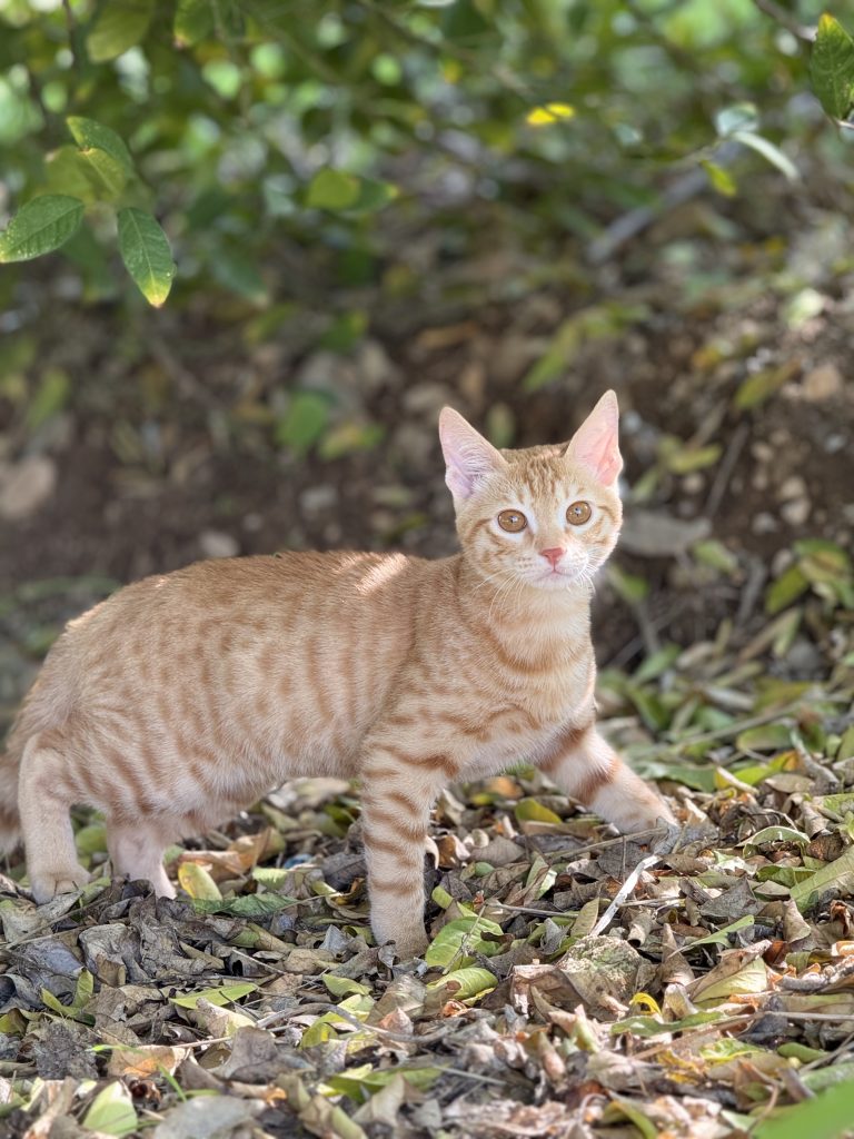واگذاری گربه ۸ ماه نر دی اس اچ