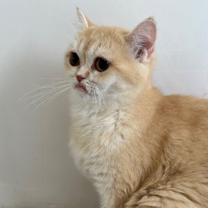 گربه بریتیش ماده ۱ سال و نیم