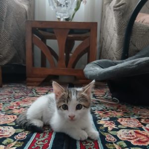 واگذاری رایگان توله گربه ماده دو ماهه DSH