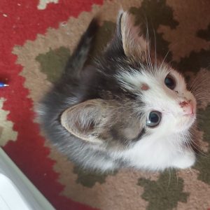 بچه گربه دی اس اچ نر چهل روزه