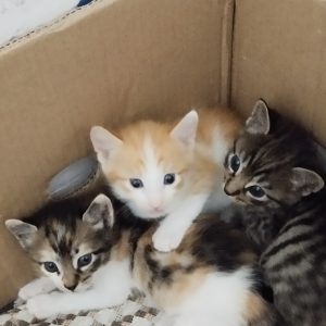 گربه مادر dsh به همراه سه تا بچه گربه
