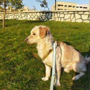 گلدن اشپیتز نر ۱ساله