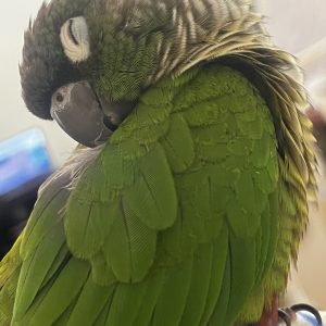 گرینچیک گمشده در امیریه