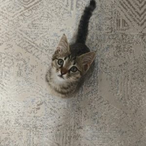 واگذاری بچه گربه ماده دی اس اچ دو ماه و نیمه
