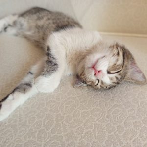 گربه ی شیطون و ناز و خوشگل