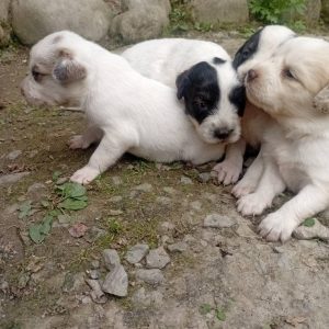 4 توله شیتزو تریر نر و ماده 3 هفته‌ای