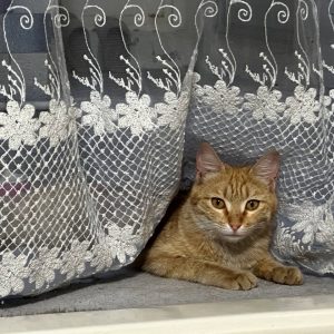واگذاری گربه DSH (خورشید) یکساله