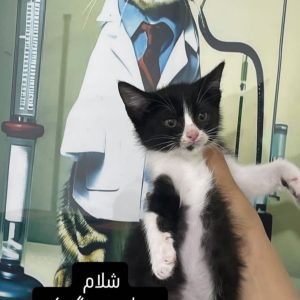 واگذاری بچه گربه DSH تاکسیدو نر دو ماهه