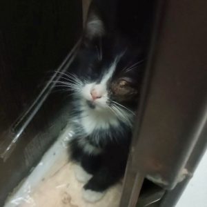 بچه گربه تاکسیدو DSH  ماده دو ماهه
