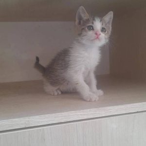 واگذاری بچه گربه ناز و دوست داشتنی به فرد یا خانواده دلسوز و متعهد
