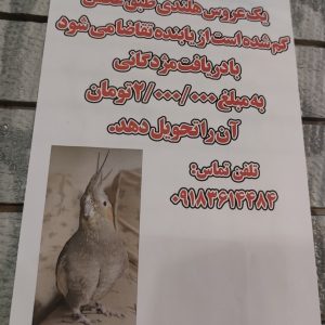 عروس هلندی طوسی گم شده در خیابان شریعتی