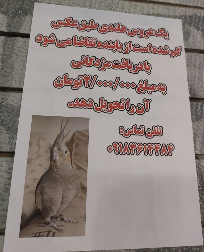عروس هلندی طوسی گم شده در خیابان شریعتی