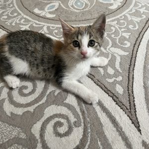 واگذاری بچه گربه 3 ماهه DSH ماده