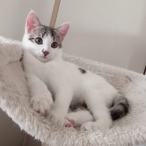 واگذاری بچه گربه DSH دو ماهه به اسم موکا