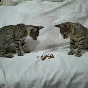 واگذاری 4 بچه گربه dhs نر و ماده