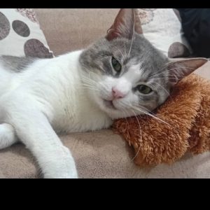 گربه کاملا مشخصه خونگی هست وگم شده