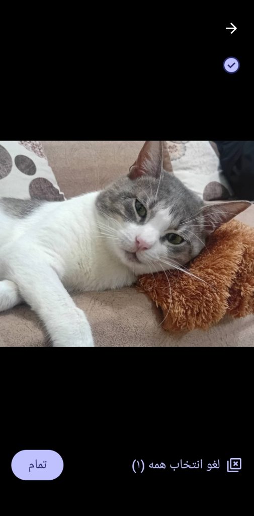 گربه کاملا مشخصه خونگی هست وگم شده