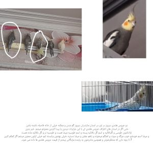 دو عروس هلندی طوسی و گلباقالی به نام های میشا و پسته پیروز گم شدن