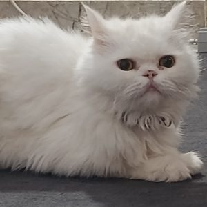 گربه پرشین نر عقیم شده ۴ ساله