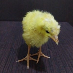 جوجه زرد حدودا ۱۵ روزه