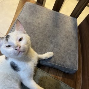 پیشی فسقلی نر 3 ماهه