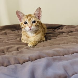 واگذارى بچه گربه دوماهه دی اس اچ نر