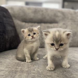 گربه بریتیش گلد بلو نر و ماد 30 روزه