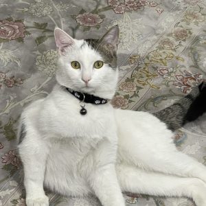 گربه ی با مزه DSH نر 2 ساله