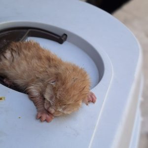 واگذاری گربه نوزاد طلایی